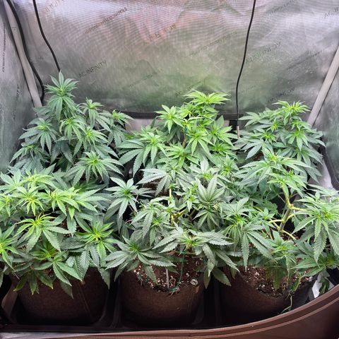 mon cherry growlog timeline photo