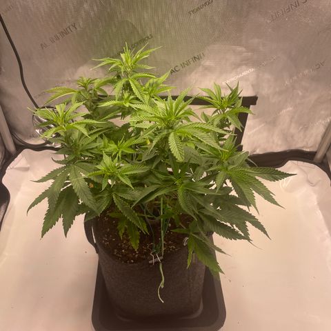 glueberry og growlog photo: #1