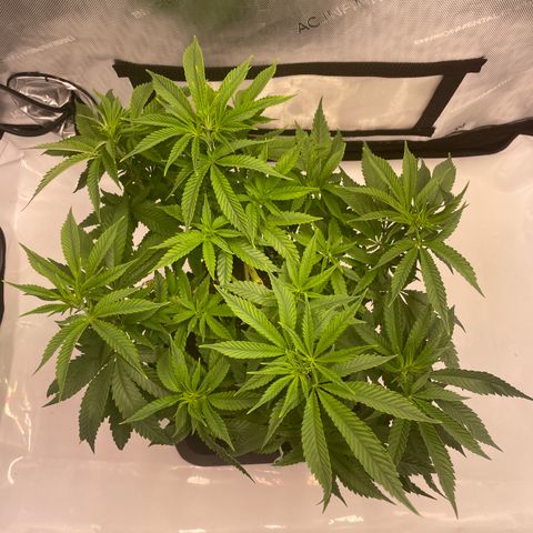 glueberry og growlog photo: #1