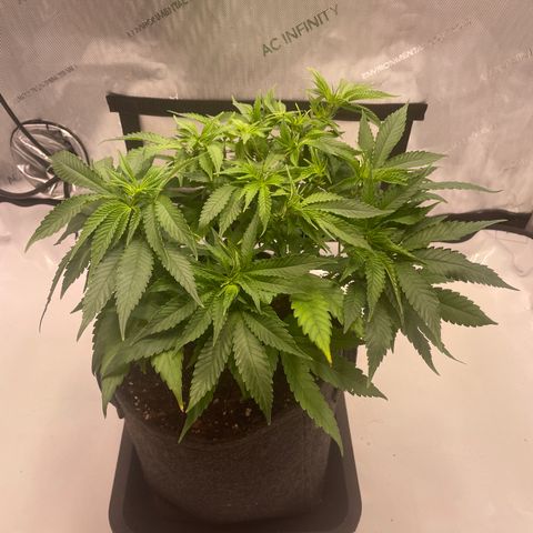 glueberry og growlog photo: #2