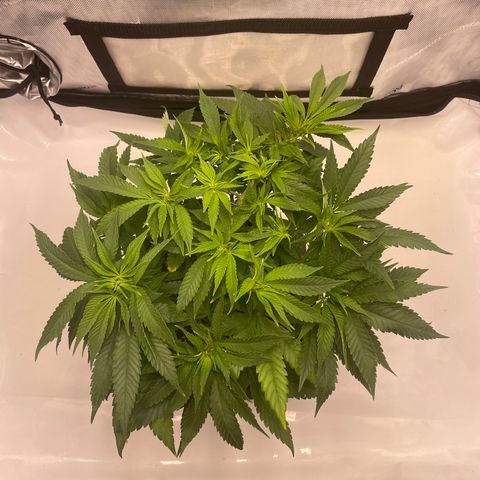 glueberry og growlog photo: #2