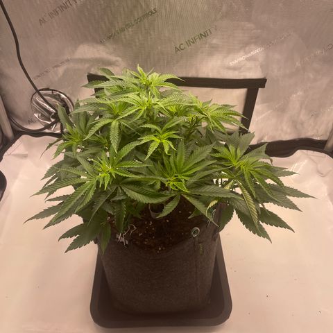 mon cherry growlog photo: #1