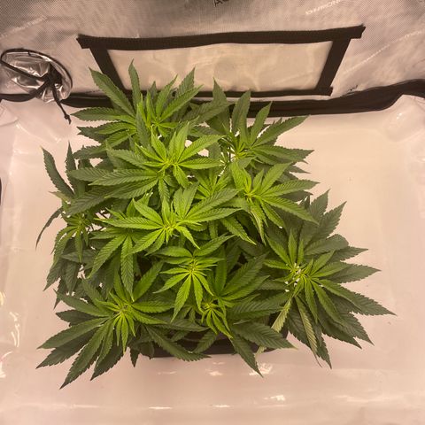 mon cherry growlog photo: #1