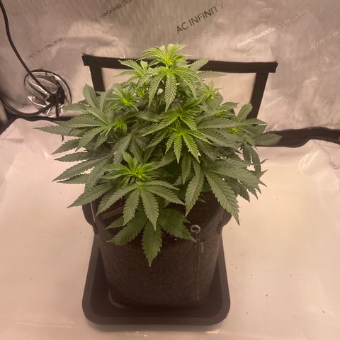 mon cherry growlog photo: #2