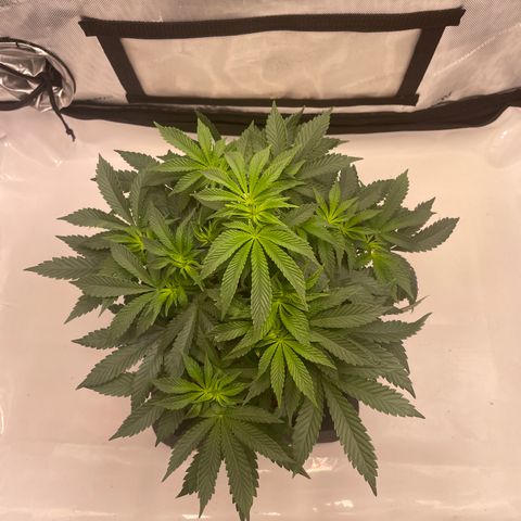 mon cherry growlog photo: #2