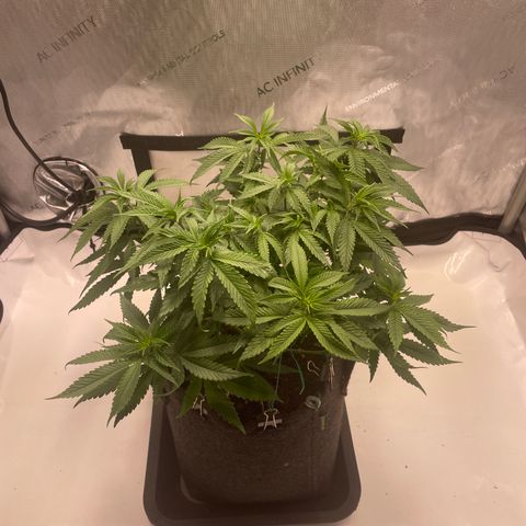 blue zushi growlog photo: #1