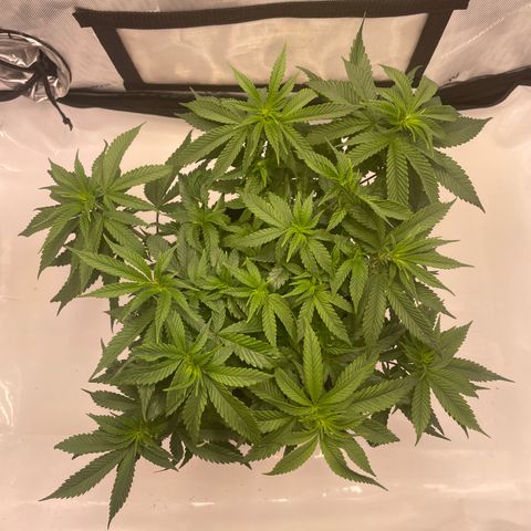 blue zushi growlog photo: #1