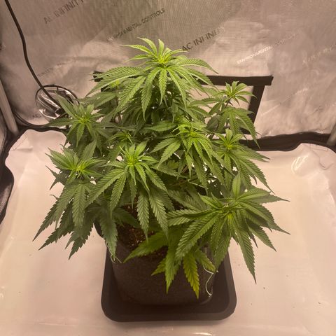 blue zushi growlog photo: #2