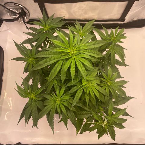 blue zushi growlog photo: #2