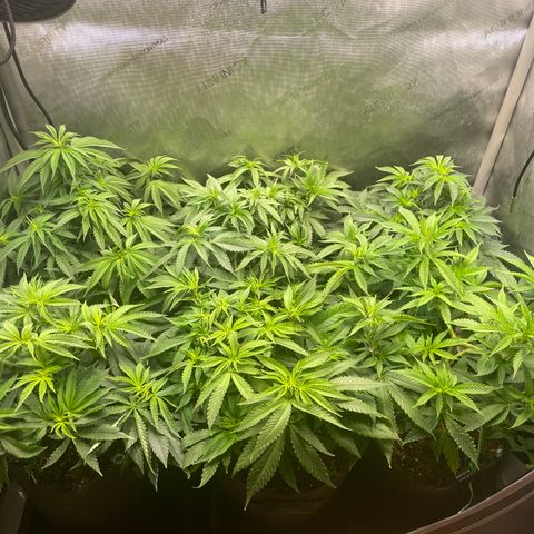 mon cherry growlog timeline photo