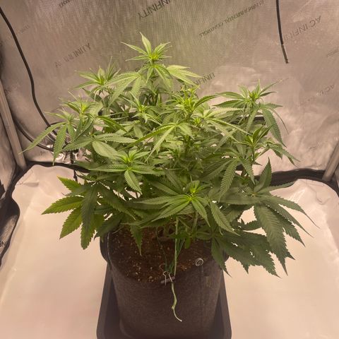 glueberry og growlog photo: #1