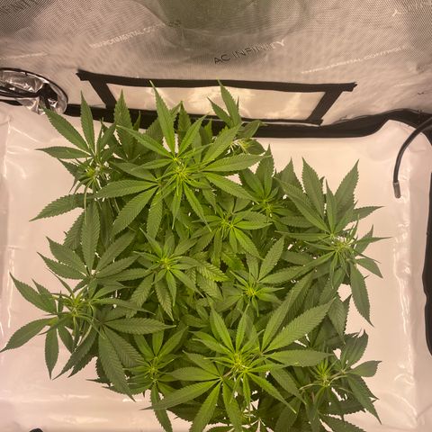 glueberry og growlog photo: #1
