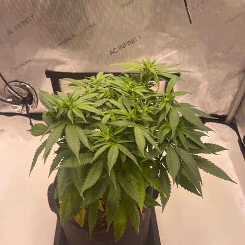 glueberry og growlog photo: #2