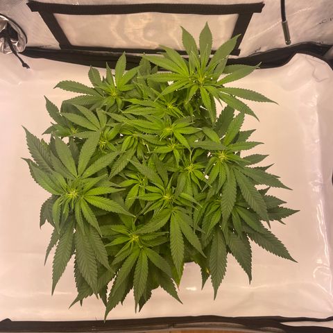 glueberry og growlog photo: #2
