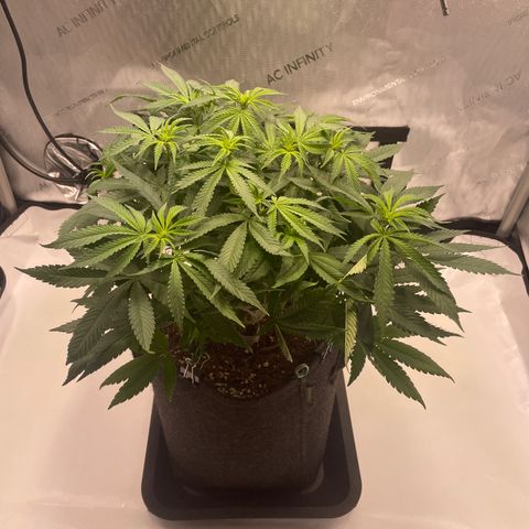 mon cherry growlog photo: #1
