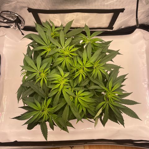 mon cherry growlog photo: #1