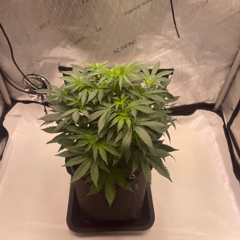 mon cherry growlog photo: #2