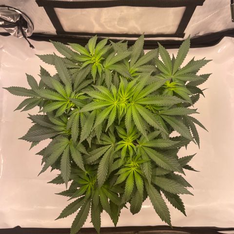 mon cherry growlog photo: #2