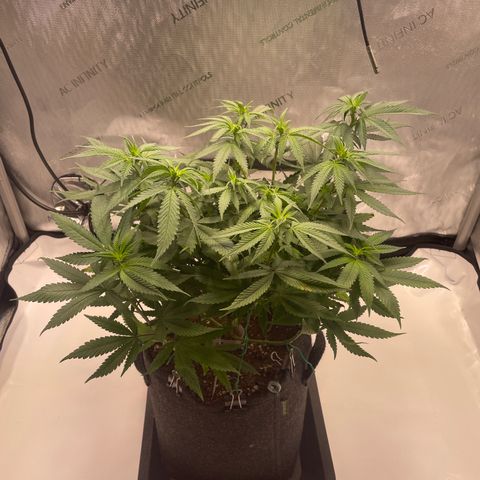 blue zushi growlog photo: #1
