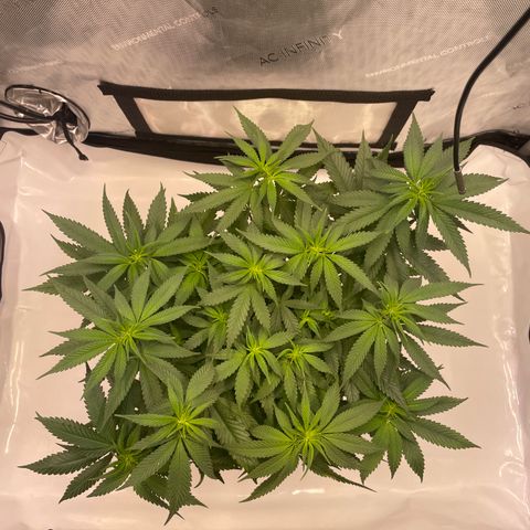 blue zushi growlog photo: #1