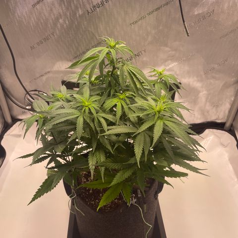 blue zushi growlog photo: #2