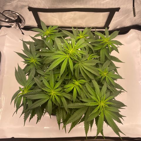 blue zushi growlog photo: #2