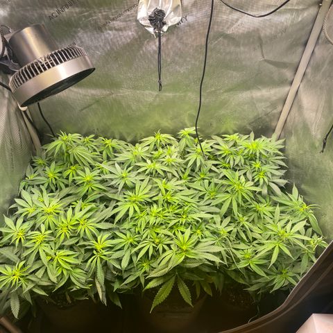 mon cherry growlog timeline photo