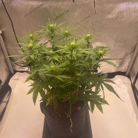 glueberry og growlog photo: #1