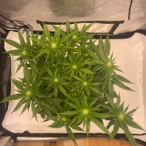 glueberry og growlog photo: #1