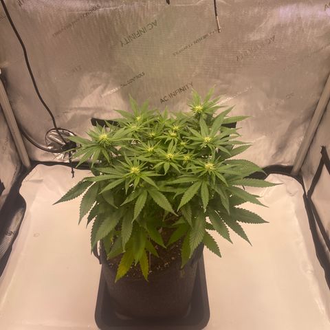 glueberry og growlog photo: #2