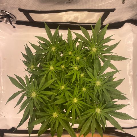 glueberry og growlog photo: #2