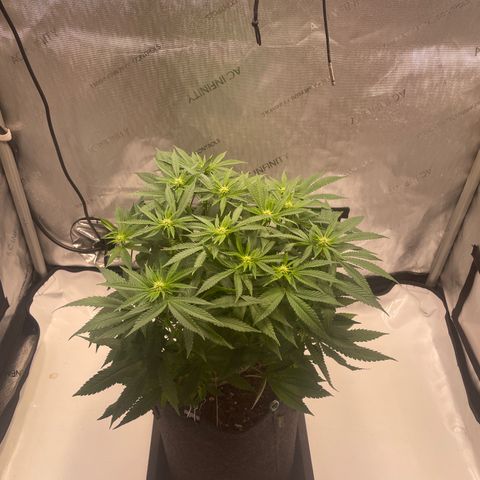 mon cherry growlog photo: #1