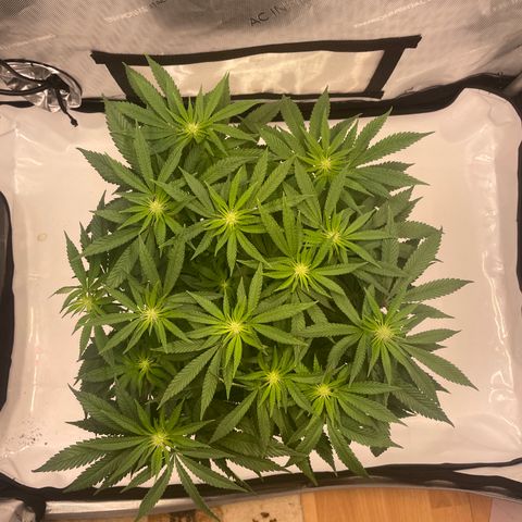 mon cherry growlog photo: #1