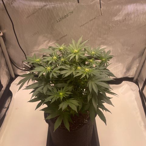 mon cherry growlog photo: #2