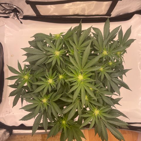 mon cherry growlog photo: #2
