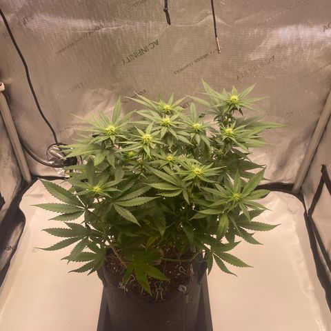 blue zushi growlog photo: #1
