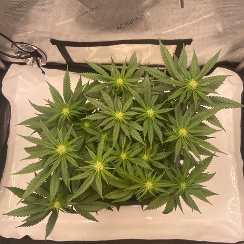 blue zushi growlog photo: #1
