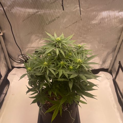 blue zushi growlog photo: #2