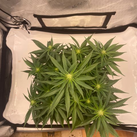blue zushi growlog photo: #2