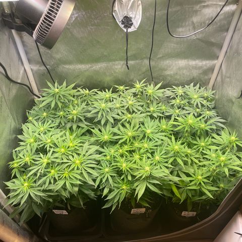 mon cherry growlog timeline photo