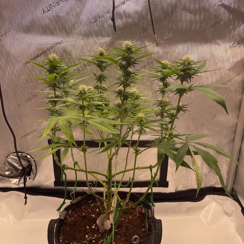 glueberry og growlog photo: #1