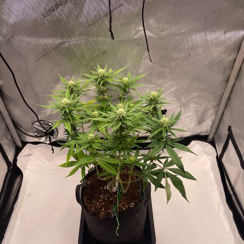 glueberry og growlog photo: #1