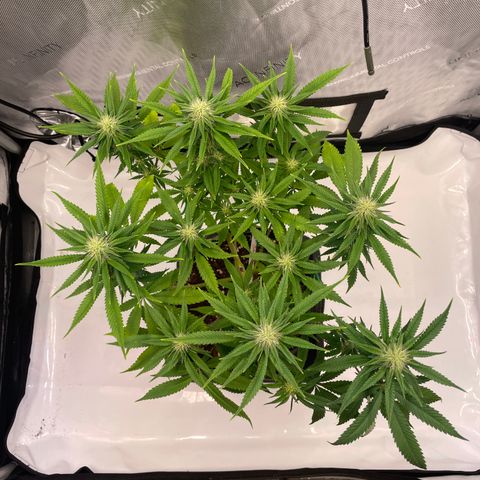 glueberry og growlog photo: #1