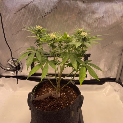 glueberry og growlog photo: #2