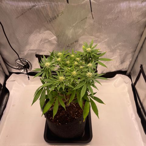 glueberry og growlog photo: #2