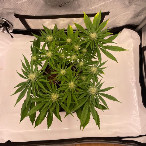 glueberry og growlog photo: #2