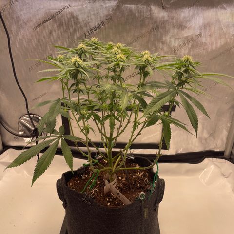 mon cherry growlog photo: #1