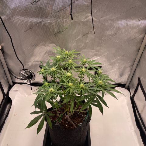 mon cherry growlog photo: #1