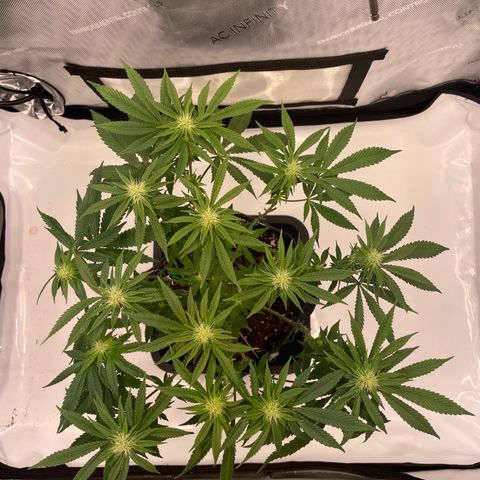 mon cherry growlog photo: #1
