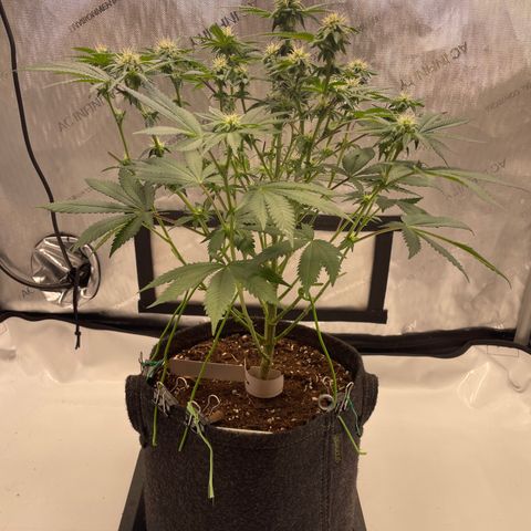mon cherry growlog photo: #2